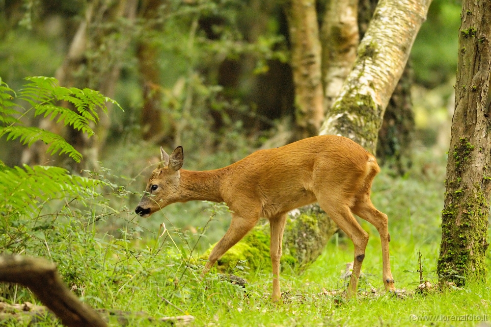 Capreolus capreolus (Capriolo).jpg